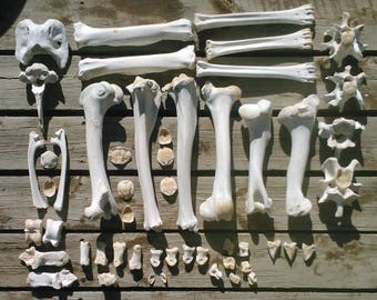 CLEAN Wild Animal Bones by-the-pound. Sanitized/Boiled for Crafting/Jewelry/Sculpture/Costumes/Dino-Dig, Movie/TV/Theater Haunted House Prop
