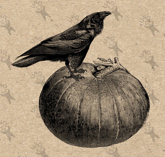 Download Halloween Raven Crow Pumpkin Image Instant Download Digital