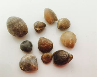 Fossil, shell, fossilized shell, curiosity, terrarium, aquarium, mineral, raw stone