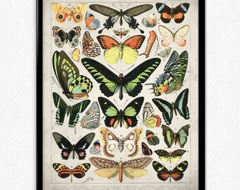 Butterflies Vintage Print 2 - Butterflies Poster - Butterfly Art - Home Decor - Home Art - Kitchen - Kitchen Art (VP1060)