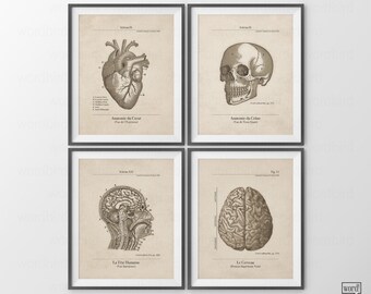 French Anatomical Posters, 4 Set, Anatomy Prints, Vintage Anatomy Prints, Skull, Skeleton, Human Anatomical Chart, Anatomie Humaine