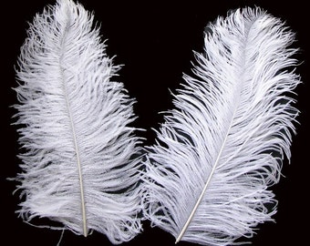 14/16" White Ostrich Feathers. UK Supplier.