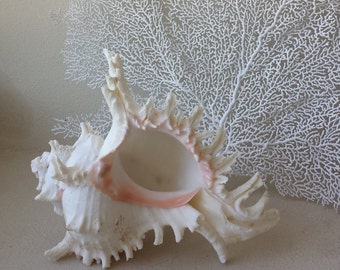 Sea Shells, Beach Home Decor, Large Sea Shells, Murex Ramosus Shell, Murex Seashell, Beach Decor, Nautical Decor, Coastal Decor