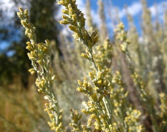 SEEDS Bonsai - Big Sage Brush (Artemisia Tridentata)