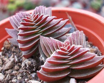 CRASSULA Capitella Thyrsiflora RED PAGODA succulent cactus seed free shipping 10