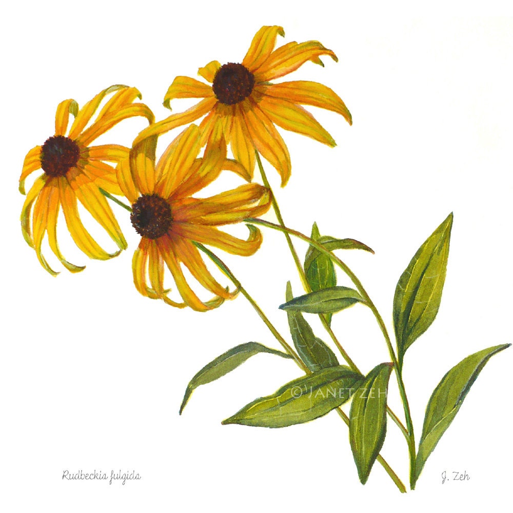 Botanical Print Black Eyed Susan Flowers Rudbeckia Watercolor