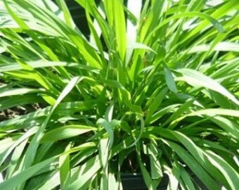 Vanilla Grass live herb plant. Also called sweet vernal grass or dog grass. Vanilla scent used in potpourri and sachets.