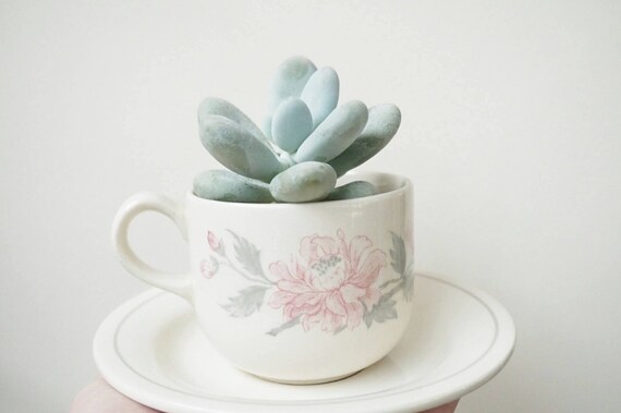 Succulent Pot Succulent Teacup Plant Pot Cream Pink Ceramic Succulent Pot Succulent Teacup Plant Pot Cream Pink Ceramic