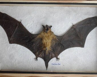 REAL HAIRLESS BAT Insect Taxidermy in wooden box
