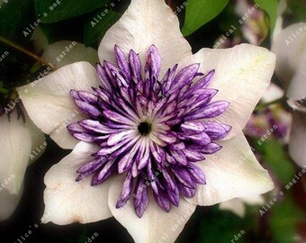 1 Bulbs Clematis Bulbs Chinese Lianas (Not Seeds) -Variety 16