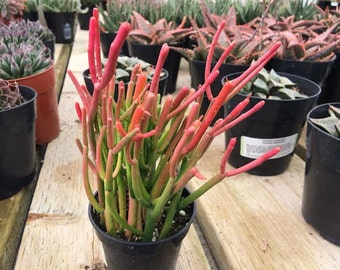 Medium Succulent Plant.Firesticks. Brilliant, fiery red coloring is a beautiful addition to your drought tolerant garden.