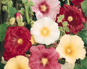 BackPorch AntWerp Fig Leaf Hollyhock