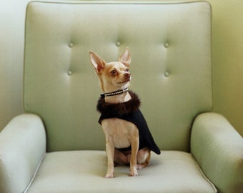CHIHUAHUA IN A CAPE Fine Art Photograph