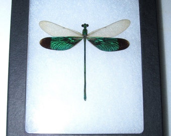 Real framed dragonfly damselfly green Neurobasis chinensis