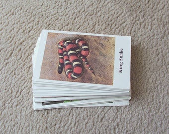 Reptile Cards, 1989 Media Materials, Teacher Cards, Ephermera, Mixed Media
