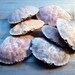 Atlantic Rock Crab shells 3 - 5" carapace beach shore seashells marine curiosities crafts
