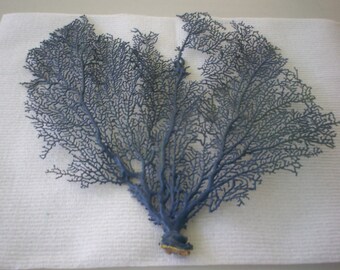 Sea Fan dyed Oxford Blue color (Ea).
