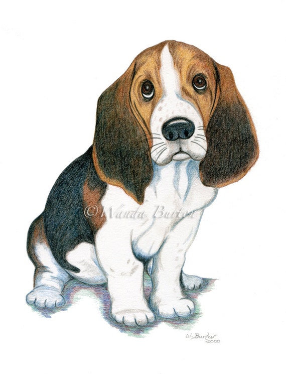 How To Draw A Hound Dog Puppy How To Draw A Hound Dog Puppy