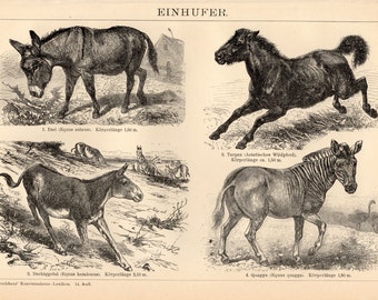 1908 Equus Antique Print, Equidae, Horse Illustration, Donkey, Zebra, Equine, Tarpan, Wild Horse, Asinus, Indian Wild Ass, Khur, Quagga