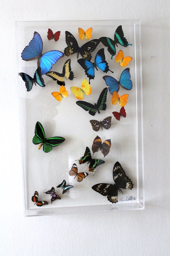 Mariposas V