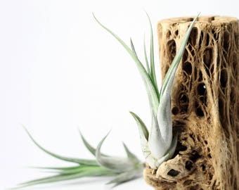 Tillandsia Paucifolia Air Plant // Hello Tilly Airplant