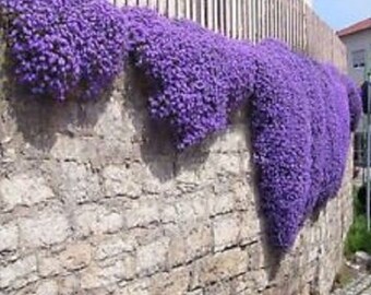 50+ AUBRIETA ROYAL VIOLET, Rock Cress / Perennial / Deer Resistant / Fragrant Flower Seeds