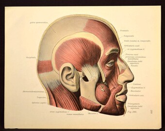 Human Head Wall Decor Human Anatomy Wall Art Print Medical
