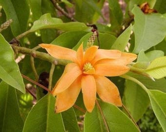 Golden Champaca - Magnolia champaca - 3 Feet Tall
