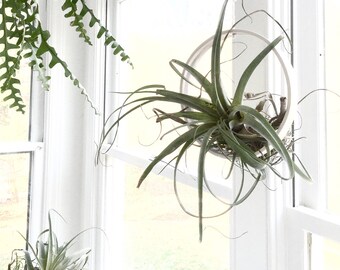 Airplant Ring Cradle Sling Hanging Planter Display for Air Plant MADE TO ORDER