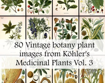 All 80 Medicinal plant illustrations from Köhler's Medicinal Plants volume 3 - High Res Printable Download - Vintage Botanical
