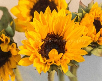 Sunflowers Closing for the Night