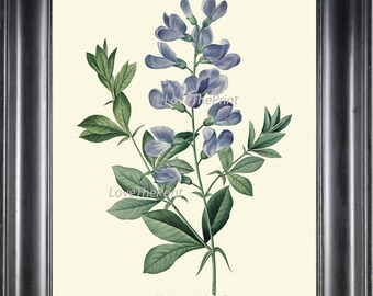 BOTANICAL PRINT Redoute Flower Art Print 361 Beautiful Antique Blue Podalyria Natural Science Illustration to Frame Home Wall Decor
