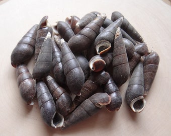 Shells for Grids * BLACK TEREBRA * Shells Set of 6 for Gemstone Grid Layouts