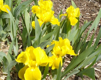 Wright Iris - Brass Ring