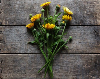 Calendula Mixture, organic seeds, heirloom seeds, flower seeds, natural pest control, organic gardening, companion seeds, herb seed, garden