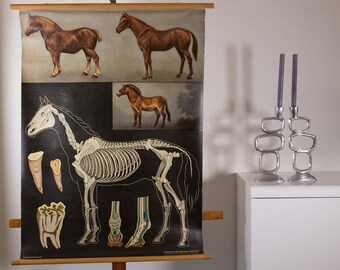 Vintage Pull down School Chart Horse by Jung Koch Quentell