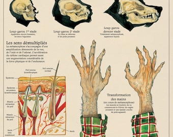 The werewolf / werewolf print - cabinet of curiosities by the artist Camille Renversade Deyrolle poster