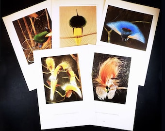 1950 Set of 5 Bird of Paradise Print. Original Antique Bird Print Illustration Natural History Ornithological Plate Framing Home Decor