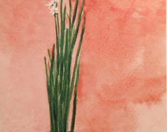 Paperwhites in a Pot