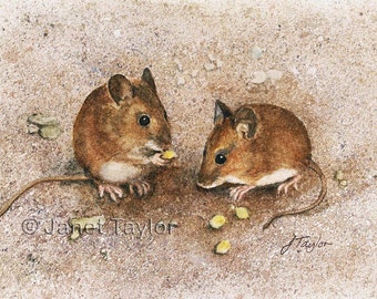 Mouse painting 'A pair of wood mice' by Jan Taylor. ORIGINAL watercolor, not a print.