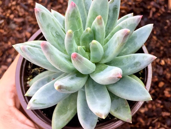 Little Jewel Succulent Plant Pachyveria Glauca Dusty Powdery