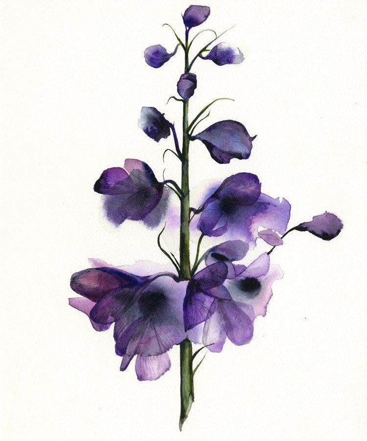 Delphinium Botanical Print Watercolor Botanical Watercolor