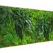 Artisan Moss® 70" x 36" Real Preserved Moss & Ferns in Reclaimed Wood Frame. VERY LARGE. Plant Painting®- No Care Green Moss Wall Art.
