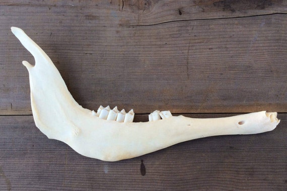 Authentic Montana Pronghorn Antelope Jaw Mandible Renaissance