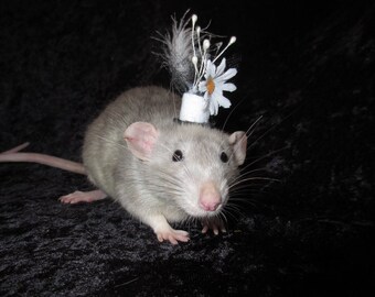 Fascinator Rat Top Hat