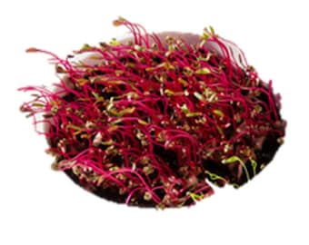 Amaranth Red Garnet Sprouting (select 1000 thru 2 LB seeds) Microgreens #197