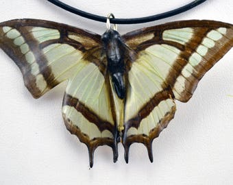 Real Butterfly Necklace - Polyura Narcaea - Hand Cast Resin