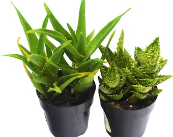 Aloe Vera Succulent 2-Pack / All Different Species / 2" Pots / Live Home and Garden Plants