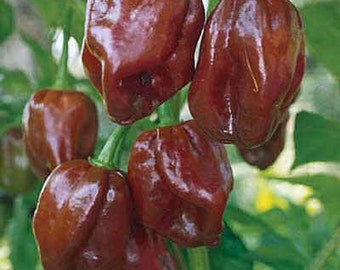 Hot Pepper Plant, Chocolate Habanero Organic Super Hot
