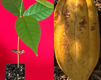 TRINITARIO Theobroma Cacao Cocoa Chocolate Fruit Tree Potted Plant Yellow Large Pod 10-13"